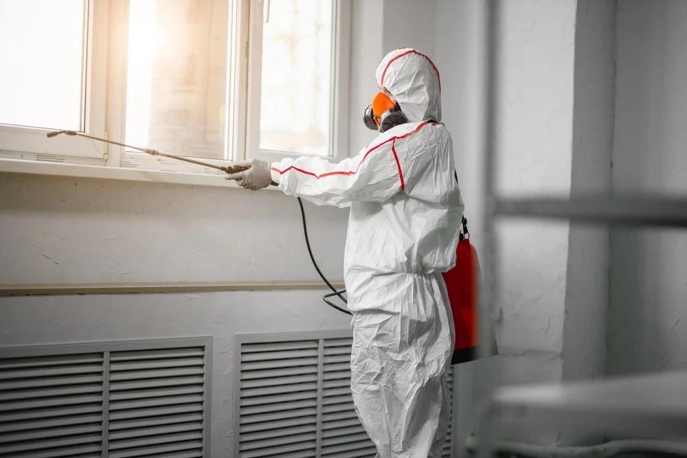 Professional mold remediation services in Stateline, NV
